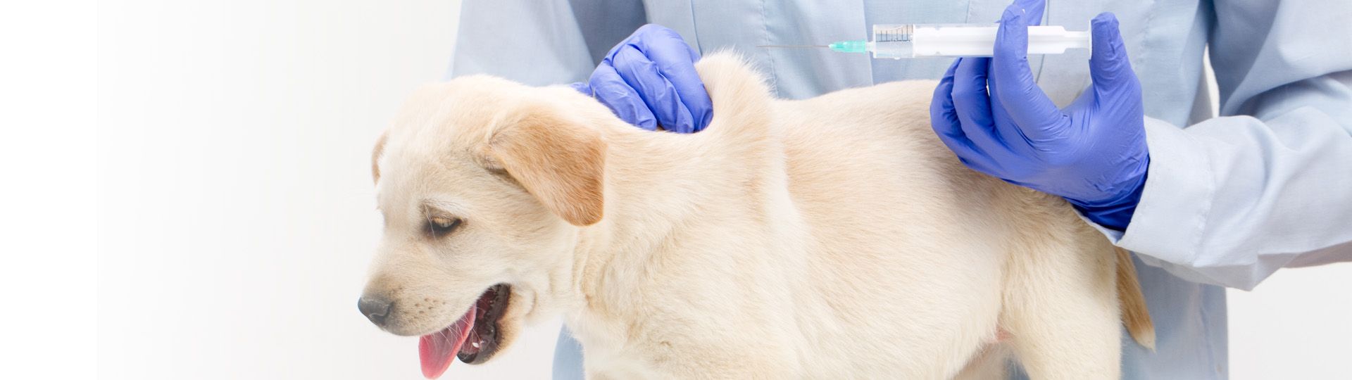 Védőoltások kutyák számára